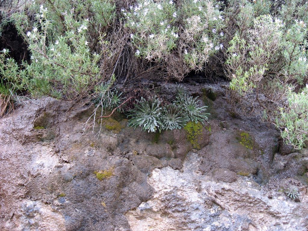 Saxifraga longifolia